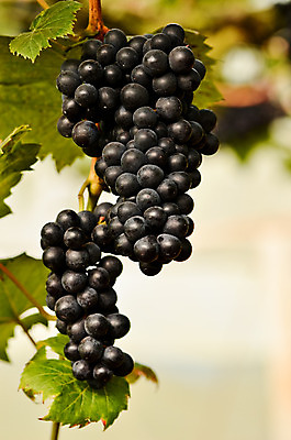 포토 JPG 해외이미지 나무 산업 음식 잎 농업 과일 자연 포도 매달리기 건강 풍경 사람없음 야외 초록색 여름 농작물 와인 보라색 성장 시골 신선 다발 유기농 포도밭 포도나무 숙성 해외202004 해외포토 식물 웰빙 계절 컬러 밭 모션 주류 과일나무 생태계 파일형식 이미지허브