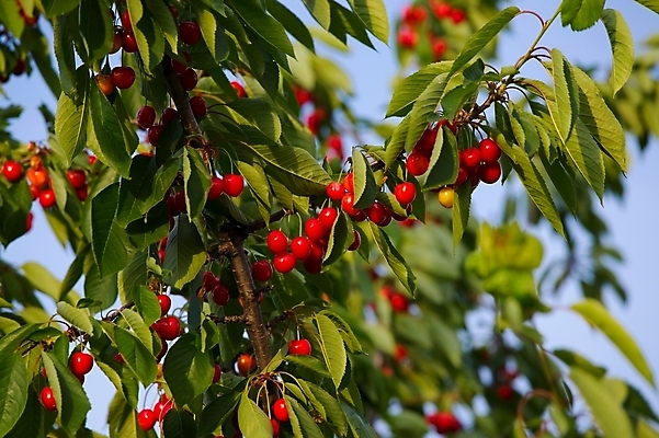 포토 JPG 해외이미지 나무 식물 잡화 계절 열매 음식 잎 농업 다이어트 과일 재료 자연 하늘 건강 사람없음 야외 빨간색 초록색 파란색 우주 환경 정원 수확 성장 나뭇가지 시골 신선 체리 닫기 달콤 상품 다발 묘사 내추럴 밭일 카피스페이스 해외202004 해외포토 산업 컬러 모션 공백 맛 생태계 파일형식 이미지허브