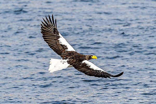 포토 JPG 해외이미지 동물 야생동물 바다 자연 조류 하늘 사람없음 야외 일본 흰색 사파리 홋카이도 독수리 포식 해외202004 해외포토 아시아 컬러 생태계 파일형식 이미지허브