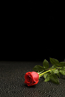 포토 JPG 해외이미지 꽃 백그라운드 사람없음 빨간색 물 장미 검은색 물방울 꽃집 해외202004 해외포토 자연요소 식물 컬러 상점 파일형식 이미지허브