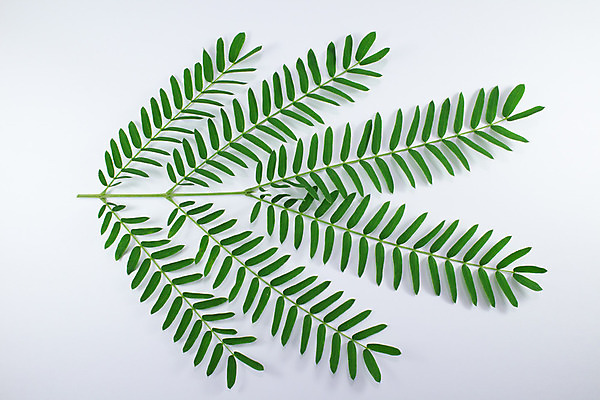 포토 JPG 해외이미지 나무 식물 백그라운드 잎 채소 과일 태국 자연 표면 안내 건조 씨앗 사람없음 장식 초록색 반사 갈색 정원 흰색 신선 닫기 허브 내추럴 아카시아 고립 꼬투리 땅바닥 해외202004 해외포토 아시아 컬러 모션 바닥 생태계 파일형식 이미지허브