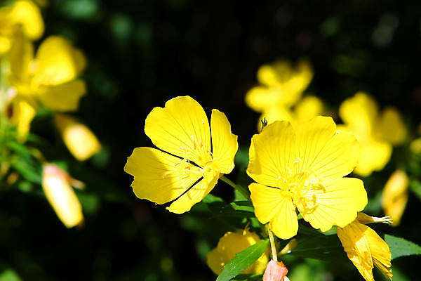 포토 JPG 해외이미지 식물 계절 공원 꽃잎 꽃 잎 꽃무늬 밭 자연 하늘 산 사람없음 야외 초록색 노란색 정원 봄 벚꽃 시골 묘사 캘리포니아 남쪽 내추럴 고립 해외202004 해외포토 공공시설 컬러 무늬 농업 미국 방향 생태계 파일형식 이미지허브