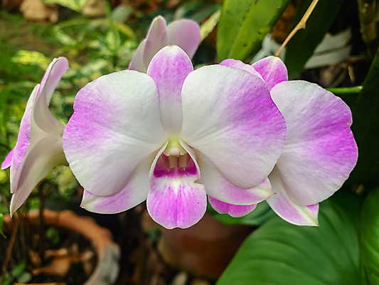 포토 JPG 해외이미지 식물 디자인 꽃 백그라운드 꽃무늬 패턴 자연 발렌타인데이 선물 사람없음 장식 초록색 정원 보라색 벚꽃 흰색 나뭇가지 난초 다발 제비꽃 호접란 고립 해외202004 해외포토 나무 컬러 무늬 데이이벤트 생태계 파일형식 이미지허브