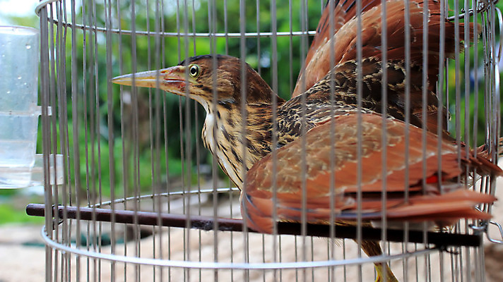 포토 JPG 해외이미지 동물 야생동물 바다 날개 아프리카 자연 조류 동물원 사람없음 물 반려동물 갈색 머리 황무지 깃털 부리 물새 황새 해외202004 해외포토 자연요소 나라 컬러 신체부위 생태계 파일형식 이미지허브