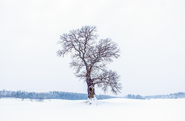 포토 JPG 해외이미지 나무 식물 구름 계절 공원 실루엣 줄기 컨셉 낙엽 잎 겨울 날씨 추상 휴가 풍경 경사 사람없음 야외 목재 파란색 냉동 얼음 검은색 힘 추위 성장 흰색 나뭇가지 선택 떨어짐 숲 유기농 서리 내추럴 해외202004 해외포토 자연요소 웰빙 공공시설 컬러 무늬 재료 촬영기법 파일형식 이미지허브