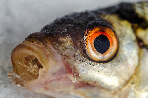 포토 JPG 해외이미지 계절 음식 스포츠 겨울 자연 성공 낚시 어류 취미 사람없음 물 머리 얼음 추위 흰색 신선 잡기 입 날것 내추럴 민물 해외202004 해외포토 자연요소 컬러 컨셉 모션 레저 신체부위 수중동물 생태계 파일형식 이미지허브