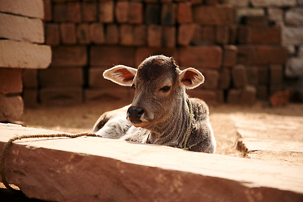 포토 JPG 해외이미지 공원 아시아 농업 건조 사람없음 농장 마을 환경 가축 목장 우유 흰색 아기 소 저녁 방목 인도인 황소 송아지 기르기 밭일 찰과상 반추동물 해외202004 해외포토 외국인 동물 공공시설 나라 산업 새끼 컬러 포유류 유제품 사람 동양인 축산업 상처 야간 돌봄 파일형식 이미지허브