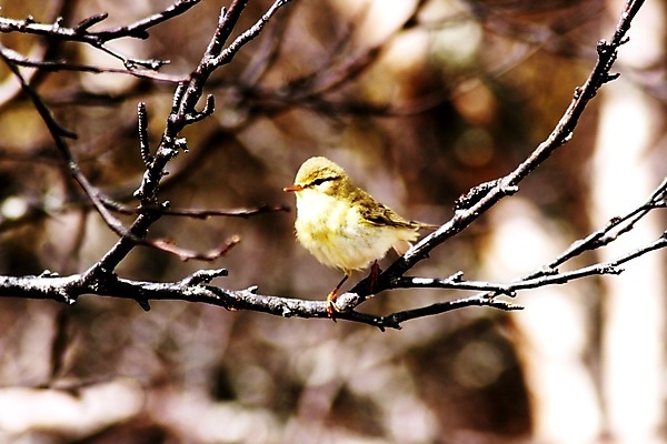 포토 JPG 해외이미지 조류 노르웨이 사람없음 해외202004 해외포토 동물 유럽 파일형식 이미지허브
