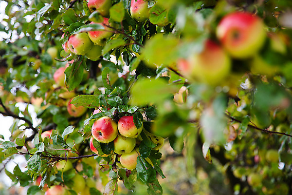 포토 JPG 해외이미지 나무 식물 계절 음식 줄기 백그라운드 잎 농업 다이어트 과일 자연 하늘 건강 풍경 사람없음 야외 빨간색 초록색 여름 파란색 농작물 농장 환경 정원 맑음 수확 성장 가을 나뭇가지 시골 신선 달콤 사과 과수원 다발 먹기 상쾌 유기농 원예 내추럴 밭일 숙성 해외202004 해외포토 웰빙 감정 산업 컬러 모션 날씨 취미 맛 생태계 파일형식 이미지허브