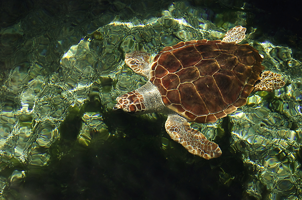 포토 JPG 해외이미지 동물 응시 얼굴 바다 여행 태국 자연 휴가 이집트 사람없음 빨간색 물 컬러풀 머리 수중 꿈 탐험 스노클링 산호 거북이 다이빙 하와이 암초 몰디브 바하마 소금물 식민지 이국적 이스라엘 플로리다 해외202004 해외포토 자연요소 시선 아시아 컬러 파충류 아프리카 신체부위 수영 미국 수상스포츠 자포동물 생태계 서아시아 수중스포츠 파일형식 이미지허브