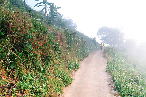 포토 JPG 해외이미지 나무 구름 공원 여행 백그라운드 잎 자연 하늘 아침 산 풍경 사람없음 야외 초록색 일출 환경 일몰 새벽 안개 숲 공상 내추럴 뿌연 전국 절정 해외202004 해외포토 주간 자연요소 식물 공공시설 컬러 날씨 노을 생태계 파일형식 이미지허브