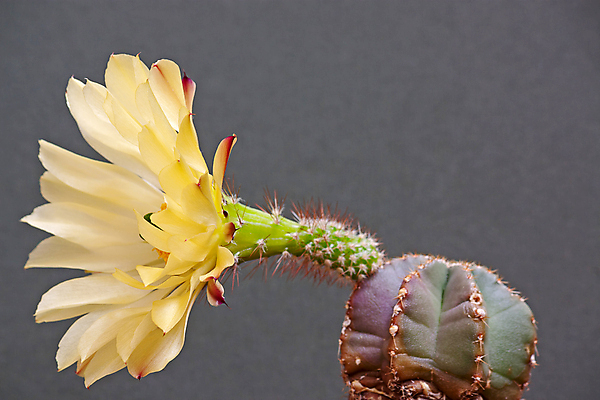 포토 JPG 해외이미지 식물 꽃 자연 선인장 사람없음 초록색 오브젝트 해외202004 해외포토 컬러 생태계 파일형식 이미지허브