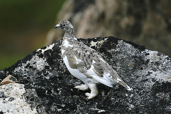포토 JPG 해외이미지 동물 야생동물 자연 조류 사람없음 북극 그린란드 해외202004 해외포토 섬 덴마크 극지방 생태계 파일형식 이미지허브