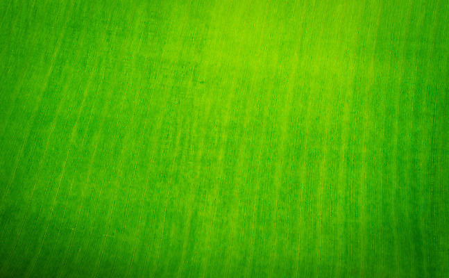 포토 JPG 해외이미지 식물 디자인 백그라운드 잎 패턴 자연 추상 건강 사람없음 초록색 여름 빛 환경 봄 성장 신선 묘사 유기농 질감 내추럴 생태학 엘리먼트 해외202004 해외포토 웰빙 계절 교육 컬러 무늬 생태계 파일형식 이미지허브