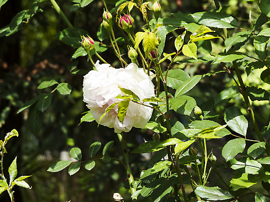 포토 JPG 해외이미지 식물 디자인 계절 꽃잎 꽃 분홍색 꽃다발 백그라운드 잎 꽃무늬 패턴 일러스트 자연 미술 잔디 사람없음 목재 장식 빨간색 초록색 여름 정원 보라색 봄 벚꽃 흰색 나뭇가지 신선 개화 닫기 4월 5월 꽃집 제비꽃 원예 라일락 내추럴 고립 해외202004 해외포토 나무 컬러 무늬 재료 모션 문화예술 취미 상점 날짜 생태계 파일형식 이미지허브