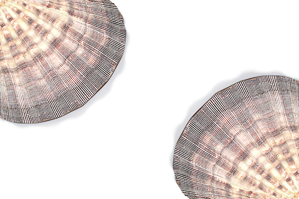 포토 JPG 해외이미지 동물 바다 자연 조개 열대 생물 연체동물 해변 사람없음 장식 물 수중 껍질 묘사 고립 이국적 해외202004 해외포토 자연요소 어패류 무척추동물 생태계 파일형식 이미지허브