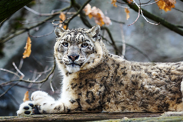 포토 JPG 해외이미지 동물 아시아 얼굴 야생동물 백그라운드 포유류 자연 털 사람없음 머리 검은색 고양이 힘 흰색 우아함 큼 육식동물 멸종 표범 해외202004 해외포토 나라 컬러 컨셉 신체부위 반려동물 크기 생태계 파일형식 이미지허브