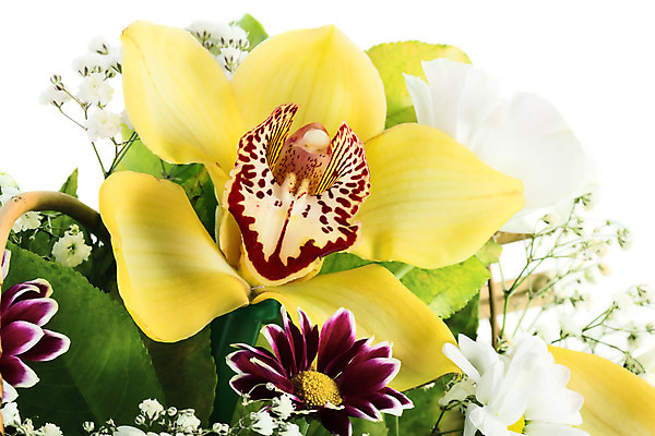 포토 JPG 해외이미지 식물 꽃잎 꽃 분홍색 꽃다발 백그라운드 자연 동양인 사람없음 장식 가로 초록색 머리 우주 봄 흰색 나뭇가지 난초 호접란 고립 이국적 취급주의 해외202004 해외포토 나무 계절 컬러 경고 인종 신체부위 생태계 파일형식 이미지허브