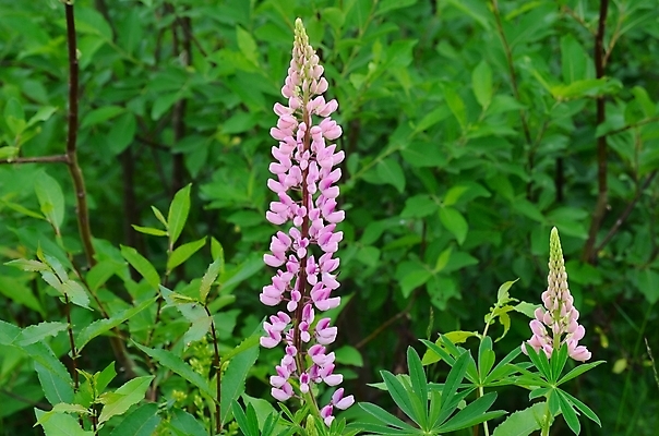 포토 JPG 해외이미지 식물 꽃 분홍색 자연 노르웨이 풍경 사람없음 야외 초록색 여름 컬러풀 힘 놀람 활발 성장 원형 개화 북극 만족 장면 북쪽 내추럴 북극해 환상 해외202004 해외포토 도형 계절 감정 유럽 바다 컬러 컨셉 표정 극지방 방향 생태계 파일형식 이미지허브