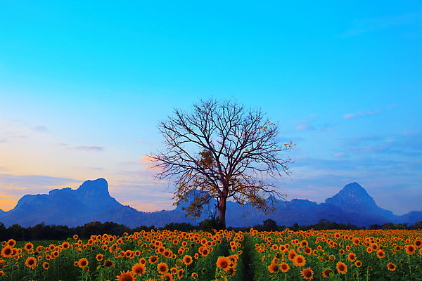 포토 JPG 해외이미지 나무 식물 구름 공원 꽃 백그라운드 밭 농업 자연 하늘 해바라기 산 건조 풍경 사람없음 야외 초록색 여름 농작물 세트 햇빛 태양 농장 노란색 문 우주 맑음 일몰 수확 성장 나뭇가지 죽음 땅 묘사 언덕 내추럴 해외202004 해외포토 자연요소 계절 공공시설 산업 컬러 날씨 노을 생태계 파일형식 이미지허브