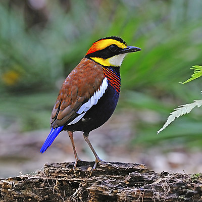 포토 JPG 해외이미지 남자 아시아 포즈 백그라운드 날개 태국 조류 국립공원 이끼 사람없음 통나무 슛 녹색배경 남쪽 구성 승자 챔피언 해외202004 해외포토 나무 동물 공원 나라 사람 초록색 방향 파일형식 이미지허브