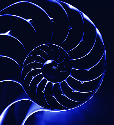 포토 JPG 해외이미지 바다 조개 연체동물 나선형 사람없음 껍질 화석 앵무조개 해외202004 해외포토 무늬 어패류 무척추동물 파일형식 이미지허브