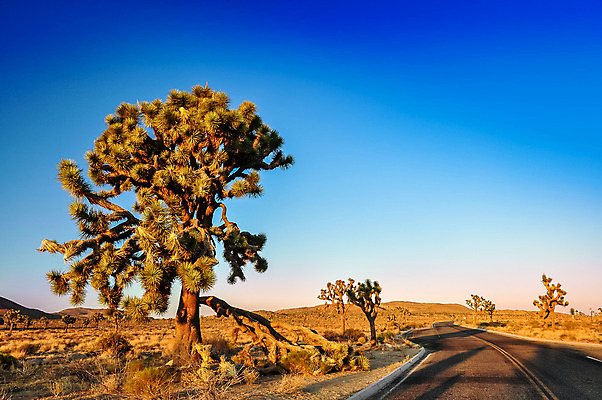 포토 JPG 해외이미지 나무 식물 구름 공원 실루엣 모래 여행 백그라운드 자연 하늘 산 선인장 건조 국립공원 풍경 사람없음 야외 여름 파란색 빛 미국 일몰 사막 뜨거움 황무지 저녁 언덕 캘리포니아 내추럴 서쪽 전국 해외202004 해외포토 자연요소 계절 공공시설 컬러 북아메리카 촬영기법 노을 야간 방향 생태계 파일형식 이미지허브