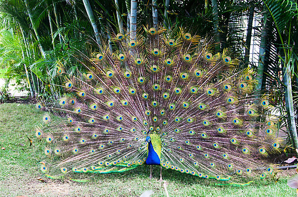 포토 JPG 해외이미지 동물 남자 야생동물 백그라운드 패턴 자연 조류 기술 사람없음 가로 초록색 파란색 컬러풀 머리 활발 우아함 공작 전시회 깃털 꼬리 부리 목 보여주기 꿩 수탉 멀티 웅장함 터키석 해외202004 해외포토 컬러 컨셉 무늬 모션 사람 신체부위 전시 닭 보석 수컷 생태계 파일형식 이미지허브