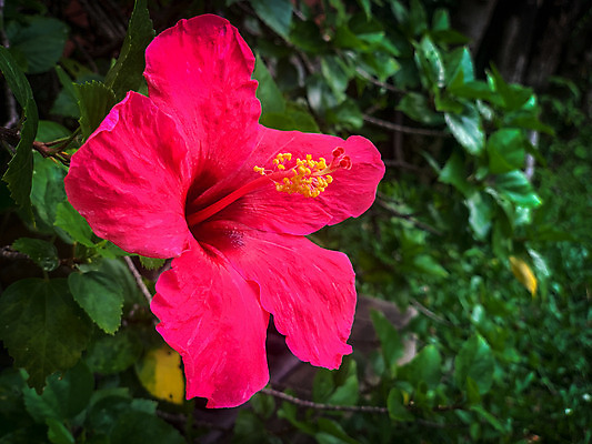 포토 JPG 해외이미지 식물 꽃 백그라운드 잎 꽃무늬 자연 사람없음 빨간색 초록색 여름 장미 정원 중국 봄 활발 벚꽃 흰색 신선 내추럴 고립 아욱 히비스커스 해외202004 해외포토 계절 아시아 컬러 컨셉 무늬 생태계 파일형식 이미지허브