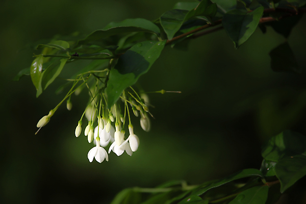 포토 JPG 해외이미지 식물 꽃 잎 자연 표면 사람없음 초록색 환경 봄 벚꽃 흰색 신선 작음 향기 해외202004 해외포토 계절 컬러 크기 생태계 냄새 파일형식 이미지허브