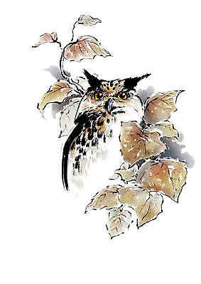 PSD 나무 동물 한마리 응시 일러스트 캘리그라피 조류 붓터치 나뭇잎 사람없음 숲 번짐 부엉이 국내일러스트 식물 1 시선 잎 파일형식 효과