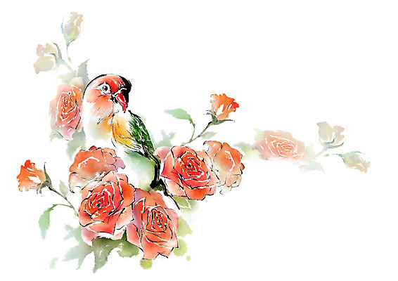 PSD 동물 한마리 일러스트 캘리그라피 조류 붓터치 사람없음 장미 앵무새 번짐 국내일러스트 1 꽃 파일형식 효과