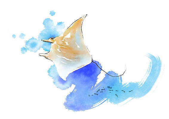 PSD 동물 한마리 여러마리 일러스트 캘리그라피 붓터치 어류 사람없음 바닷속 번짐 가오리 국내일러스트 1 다수 수중 수중동물 파일형식 효과