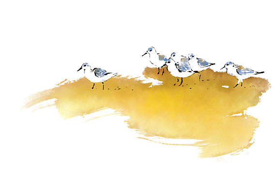 PSD 동물 여러마리 일러스트 캘리그라피 갈매기 조류 붓터치 사람없음 모래사장 번짐 국내일러스트 바다 다수 파일형식 효과