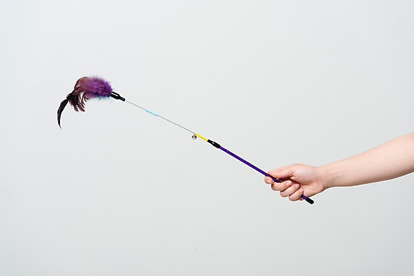 포토 JPG 손 한손 한명 사람 성인 신체부위 장난감 잡기 낚싯대 깃털 오브젝트 애견용품 국내포토 반려용품 1 모션 낚시용품 파일형식