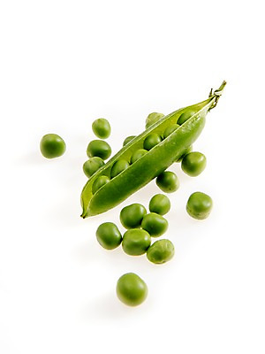 포토 JPG 스튜디오촬영 실내 누끼 사람없음 신선 완두콩 콩깍지 벌어짐 국내포토 모션 콩 내부 파일형식