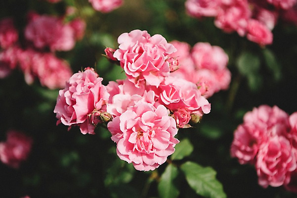 포토 JPG 주간 꽃 여행 유럽풍경 풍경 사람없음 야외 아웃포커스 도시풍경 장미 감성 체코 프라하 동유럽 국내포토 자연요소 식물 유럽 컨셉 촬영기법 도시 파일형식