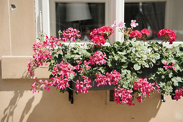 포토 JPG 주간 꽃 여행 유럽풍경 주택 풍경 사람없음 야외 도시풍경 화단 감성 체코 프라하 동유럽 국내포토 자연요소 식물 유럽 컨셉 건물 도시 파일형식