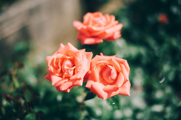 포토 JPG 주간 꽃 여행 유럽풍경 풍경 사람없음 야외 아웃포커스 도시풍경 장미 감성 체코 프라하 동유럽 국내포토 자연요소 식물 유럽 컨셉 촬영기법 도시 파일형식