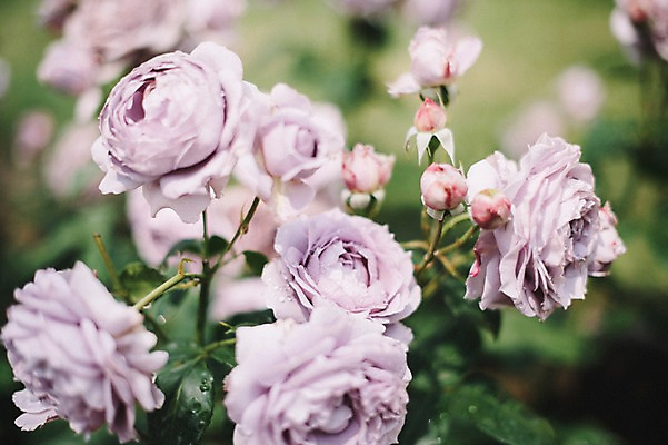 포토 JPG 주간 꽃 여행 유럽풍경 풍경 사람없음 야외 아웃포커스 도시풍경 장미 감성 체코 프라하 동유럽 국내포토 자연요소 식물 유럽 컨셉 촬영기법 도시 파일형식