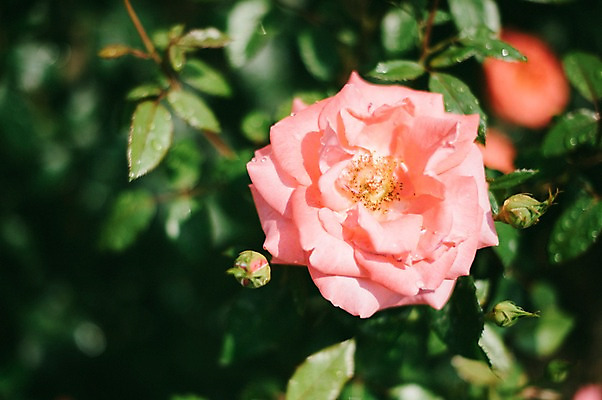 포토 JPG 주간 꽃 여행 유럽풍경 풍경 사람없음 야외 아웃포커스 도시풍경 장미 감성 체코 프라하 동유럽 국내포토 자연요소 식물 유럽 컨셉 촬영기법 도시 파일형식