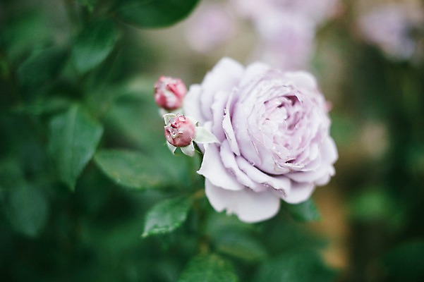 포토 JPG 주간 꽃 여행 유럽풍경 풍경 사람없음 야외 아웃포커스 도시풍경 장미 감성 체코 프라하 동유럽 국내포토 자연요소 식물 유럽 컨셉 촬영기법 도시 파일형식