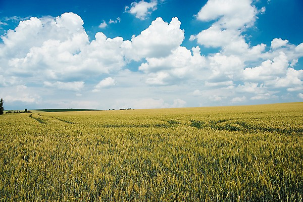 포토 JPG 주간 구름 해외풍경 유럽 여행 밭 자연 하늘 풍경 초원 사람없음 야외 감성 체코 프라하 동유럽 모라비아 국내포토 자연요소 해외 나라 컨셉 농업 생태계 파일형식
