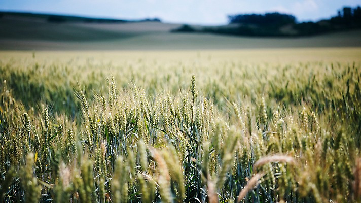 포토 JPG 주간 해외풍경 유럽 여행 밭 자연 풍경 초원 사람없음 야외 감성 체코 프라하 동유럽 모라비아 국내포토 자연요소 해외 나라 컨셉 농업 생태계 파일형식