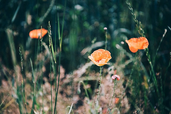 포토 JPG 주간 해외풍경 꽃 유럽 여행 자연 풍경 사람없음 야외 아웃포커스 감성 체코 프라하 동유럽 모라비아 국내포토 자연요소 식물 해외 나라 컨셉 촬영기법 생태계 파일형식
