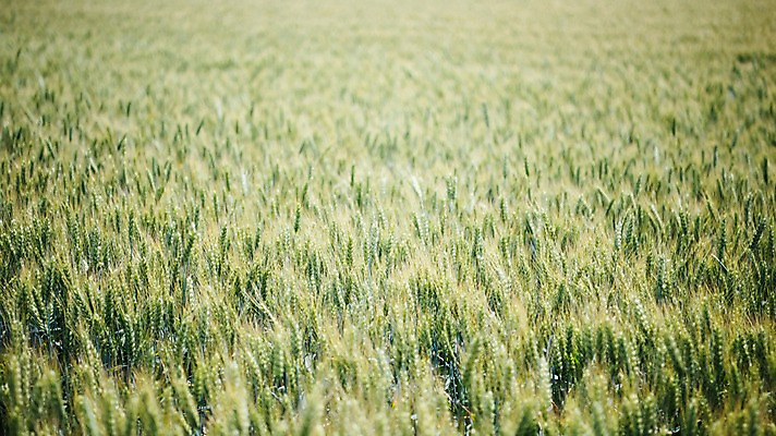 포토 JPG 주간 해외풍경 유럽 여행 자연 풍경 초원 사람없음 야외 감성 체코 프라하 동유럽 모라비아 국내포토 자연요소 해외 나라 컨셉 생태계 파일형식