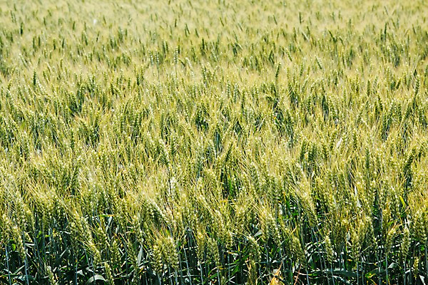 포토 JPG 주간 해외풍경 유럽 여행 밭 자연 풍경 초원 사람없음 야외 감성 체코 프라하 동유럽 모라비아 국내포토 자연요소 해외 나라 컨셉 농업 생태계 파일형식