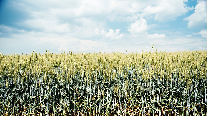 포토 JPG 주간 해외풍경 유럽 여행 자연 하늘 풍경 초원 사람없음 야외 감성 체코 프라하 동유럽 두름 모라비아 국내포토 자연요소 해외 나라 컨셉 생태계 파일형식