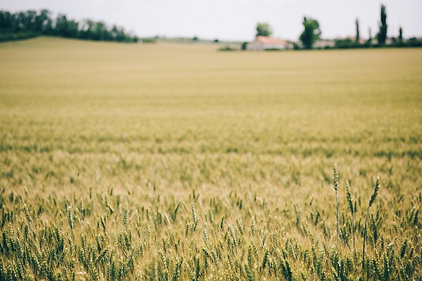 포토 JPG 주간 해외풍경 유럽 여행 자연 풍경 초원 사람없음 야외 감성 체코 프라하 동유럽 모라비아 국내포토 자연요소 해외 나라 컨셉 생태계 파일형식