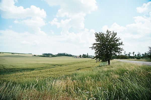 포토 JPG 주간 나무 구름 해외풍경 유럽 여행 자연 하늘 풍경 초원 사람없음 야외 감성 체코 프라하 동유럽 모라비아 국내포토 자연요소 식물 해외 나라 컨셉 생태계 파일형식